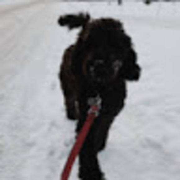 Meet your Posher, Annabelle - Picture 1 of 1